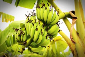 Ăn chuối xanh có tác dụng gì