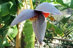 bắp chuối có tác dụng gì