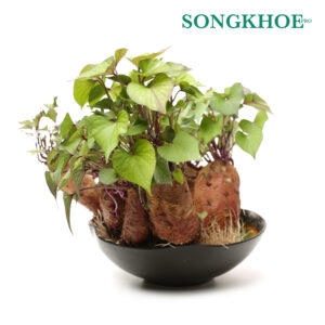 Khoai lang mọc mầm bà bầu có ăn được không