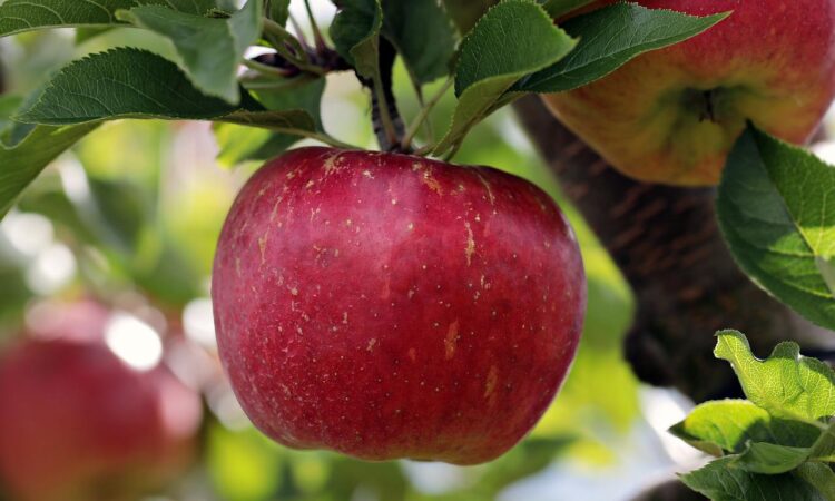 Ăn táo có tác dụng giảm cân không? Chỉ số glycemic thấp