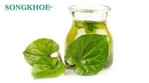 uống nước rau diếp cá giảm cân