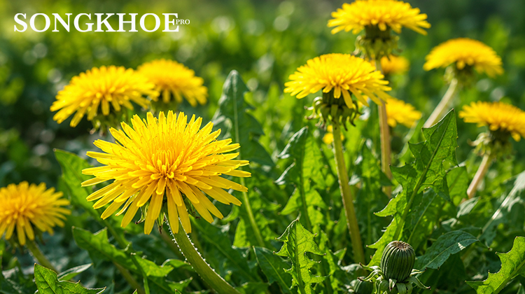 dandelion
