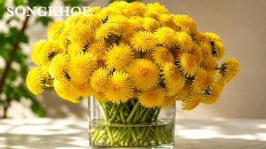 10 tác hại của cây bồ công anh: Những ai không nên sử dụng?