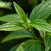 6 tác hại của cây thuốc dòi cần biết trước khi dùng