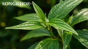 6 tác hại của cây thuốc dòi cần biết trước khi dùng